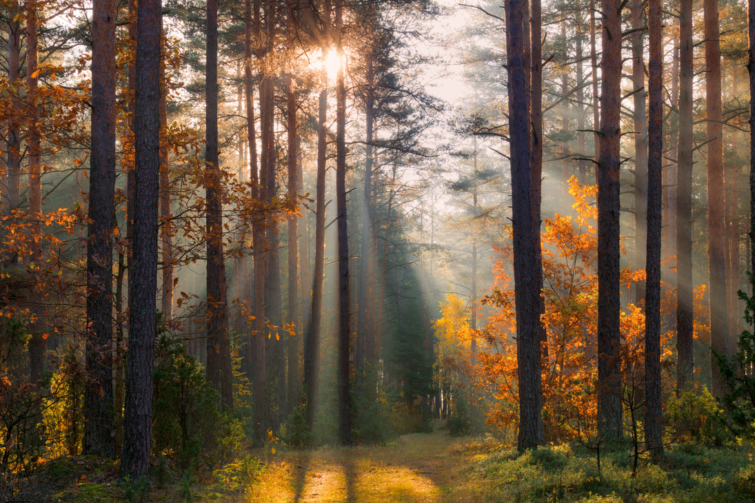 Fall forest