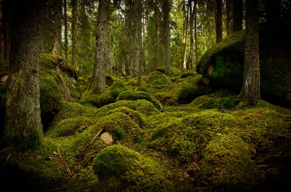 Forest background