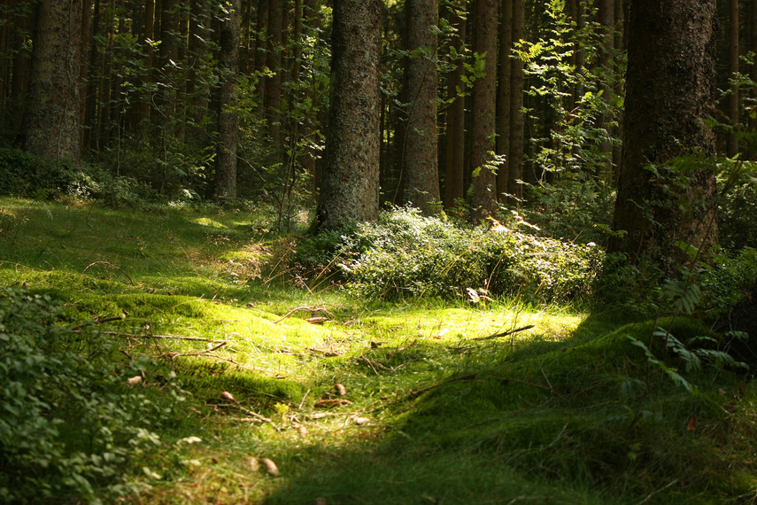 Enchanted forest